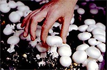 See Mushroom Processing